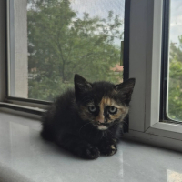 Bende çir..