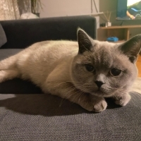 3 yaşında brisith blue point (eşyalarıyla ücretsiz sahiplendirme)