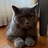 Kedi ilan..