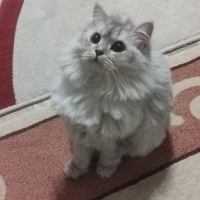 KISIR AŞI..