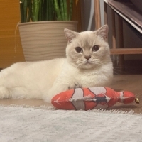 Çok Uysal..