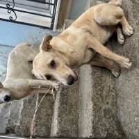 Uyumlu Ço..