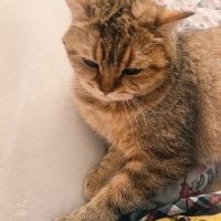leo’ya sı..
