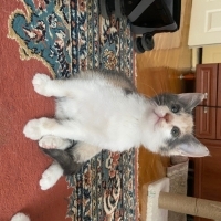 Oyuncu ya..