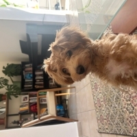Maltipoo ücretsiz sahiplendirme çip ile veterinerde devir edilecektir