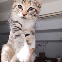 ÇOK SEVİM..