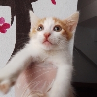 ÇOK SEVİM..