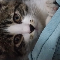 YAVRU KEDİ SAKARYA