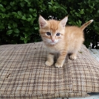 Sarman yavru kedi