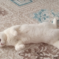 Cana yakı..