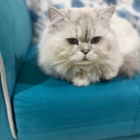 Tosbiğe s..