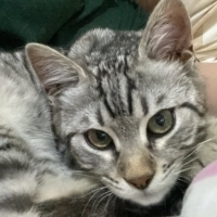 Kedi Duma..