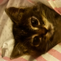 Minik sin..