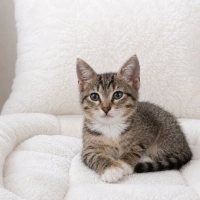 Bade gibi tatlı Minnoş kızçe