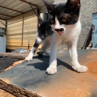 2 aylık prensese yuva