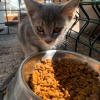 Minik pre..
