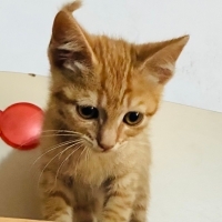 Güzel sar..