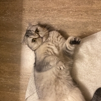 güzel ked..