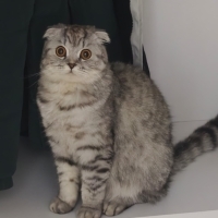 Dişi kedi..