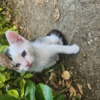 Acil yuva arıyorum