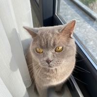 🐾 Birici..