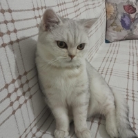 Güzel kız..