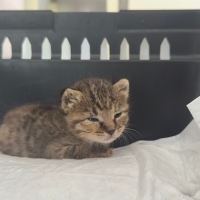 14 günlük bebişe ömürlük yuva