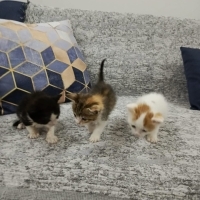 ANNESİZ Ü..