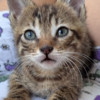 Şaklaban kedi hiç saldırmaz çok uysal