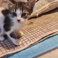 Kız ve Er..