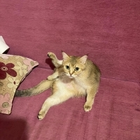 Pika için..