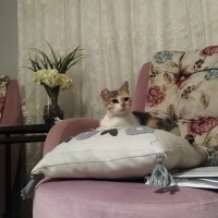 Minik kur..