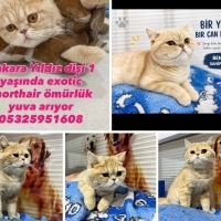 Yıldız yu..