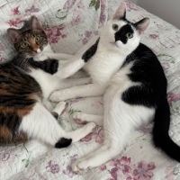 Luna ve B..