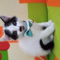 Maya'ya ö..