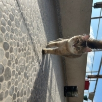 Kedi Sahi..