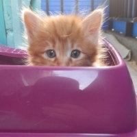 Çok acil..