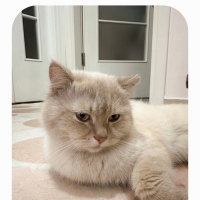 Çok akıll..