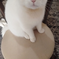 Çift renk..