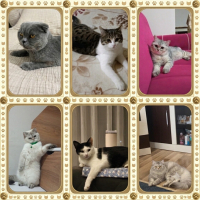 Bu kedici..