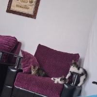 kürk gibi..
