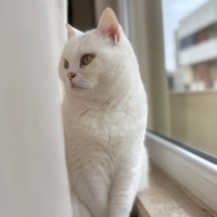 Pamuk gib..