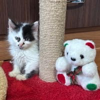 PAMUK/PAN..