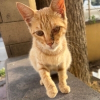 BİR GÖZÜ..