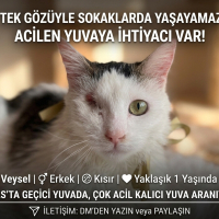 Tek gözü..