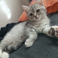 Tatlı min..