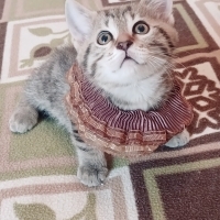 Oyuncu ha..