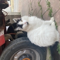 Evcil çok..