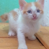 3 KARDEŞ..