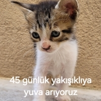 Oğlumuza kardeşleri ile beraber yuva arıyoruz.Bulundukları yerde istenmiyorlar